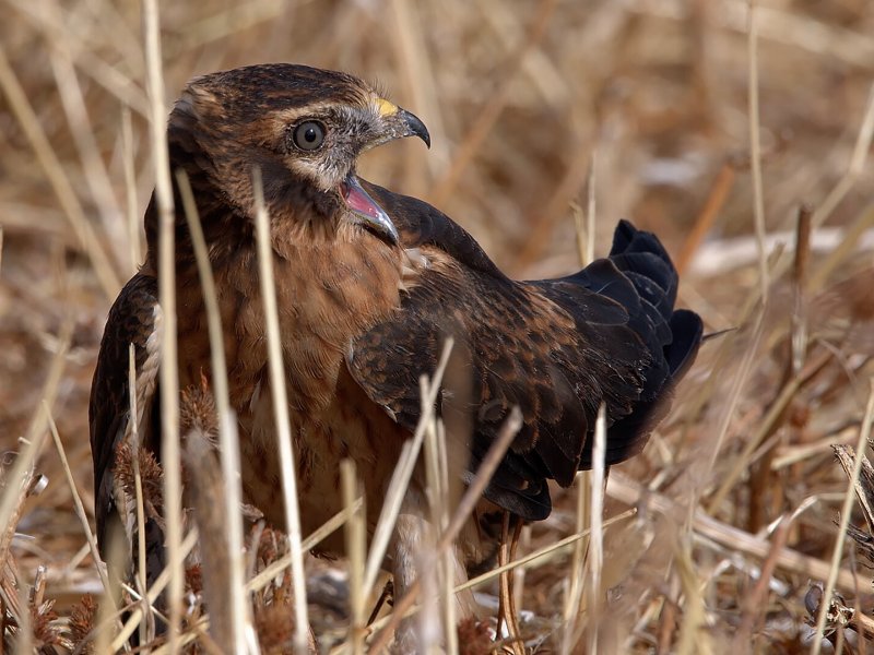 Harrier&rsquo;s Plight