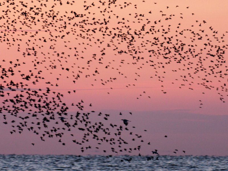 Het Wad Op &ndash; Bezinken