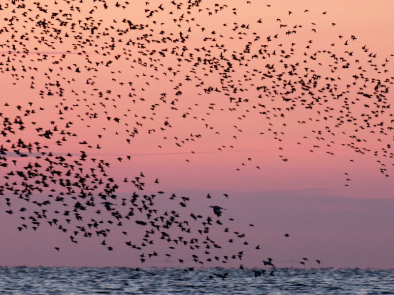 Het Wad Op &ndash; Bezinken