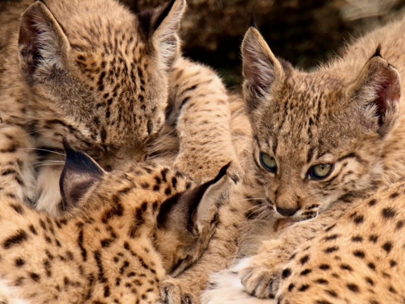 Iberia & Savannah