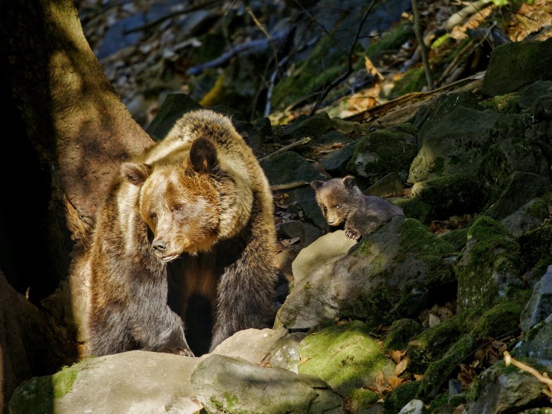 Into the Carpathian Wild