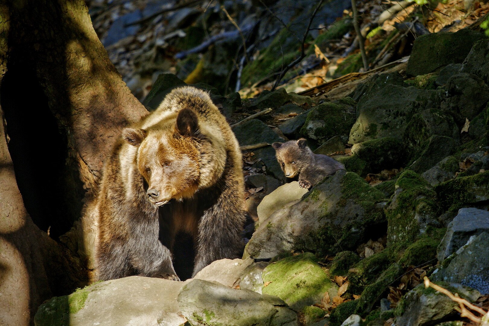 Into the Carpathian Wild