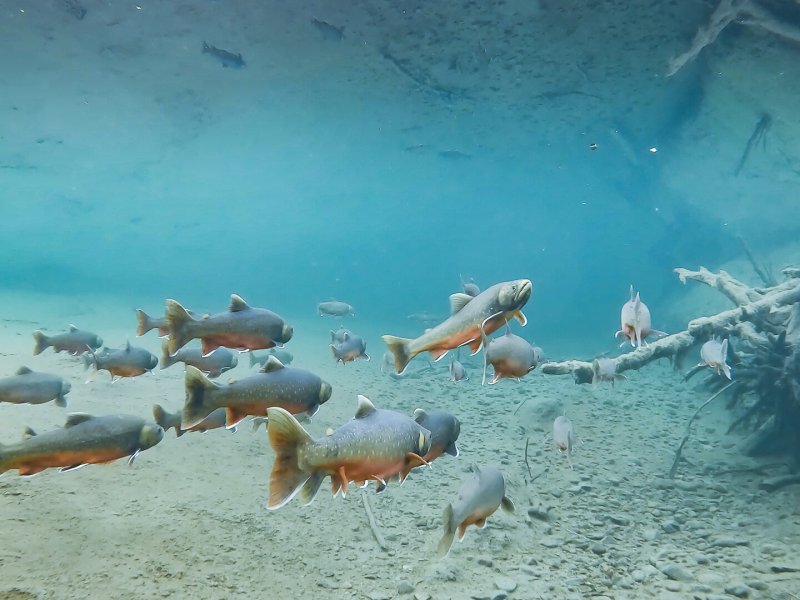 Kingdom of Fish