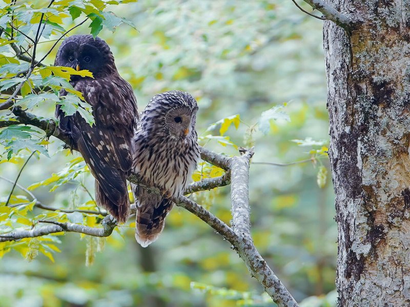 K&ouml;nigin der Nacht