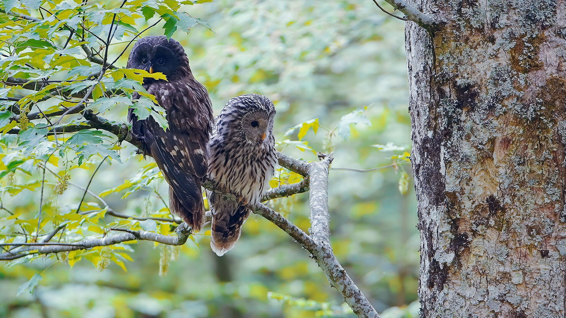Fearless queen of the night