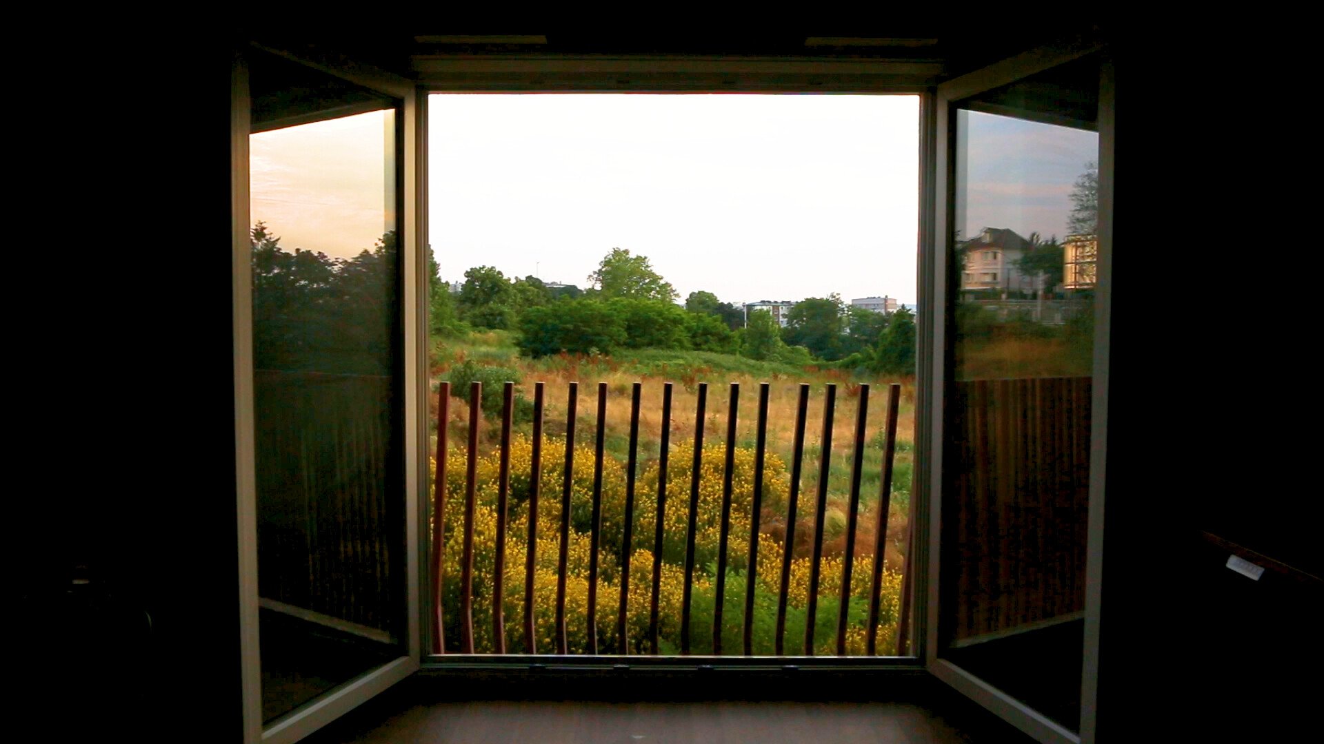 Make a wildlife documentary in front of your home