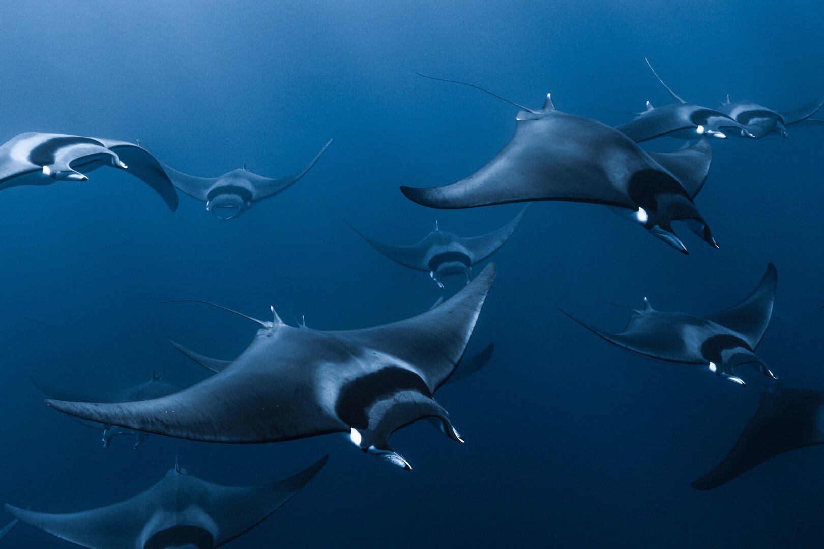 MOBULA: THE LEGEND OF THE DEVIL FISHES