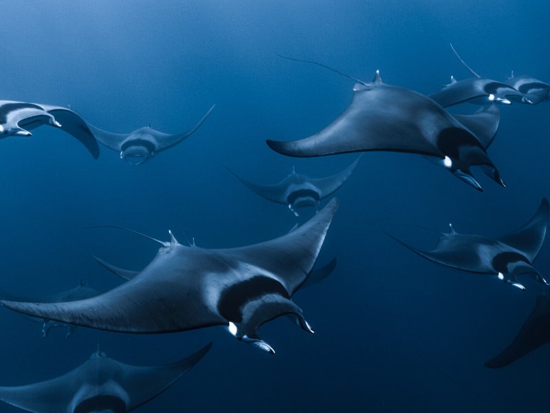 Mobula, the Devil&rsquo;s Legend
