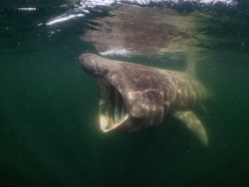 North Sea Nature untamed