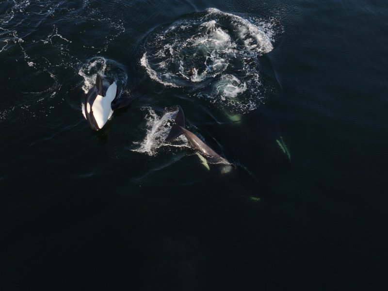 Orcas &ndash; Herrscher der Meere