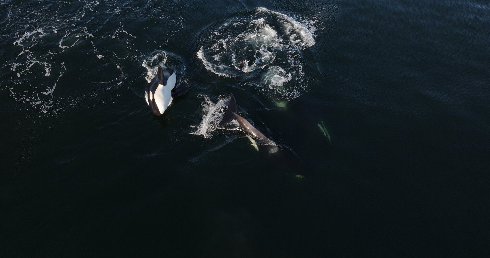 Orcas – Herrscher der Meere