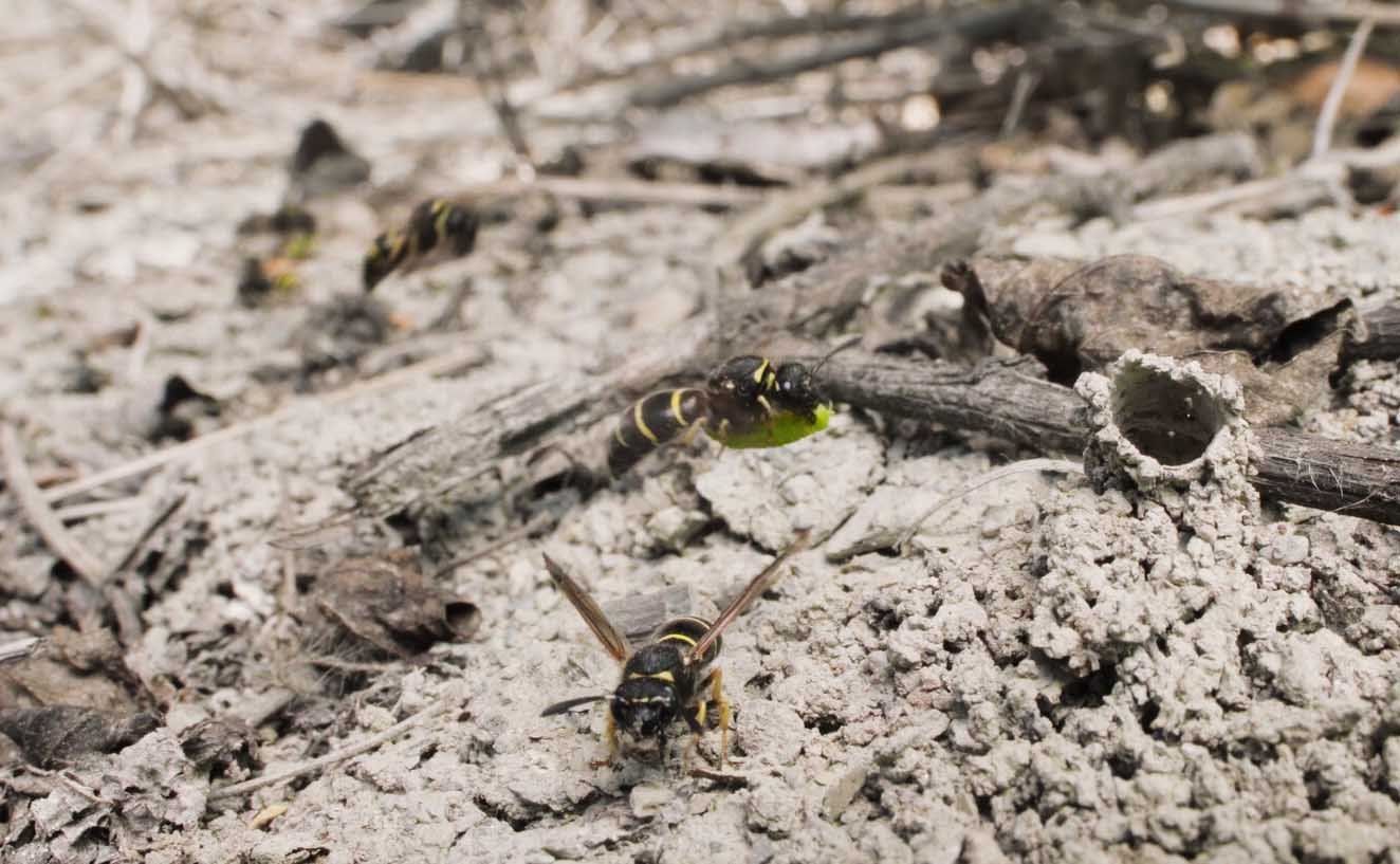 Sandcastle – The Secret Life of Potter Wasps