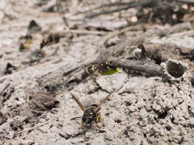 Sandcastle &ndash; The secret Life of Potter Wasps