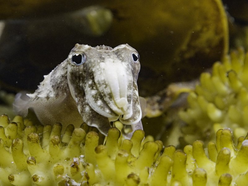 Sepia: The Odyssey of a Cuttlefish