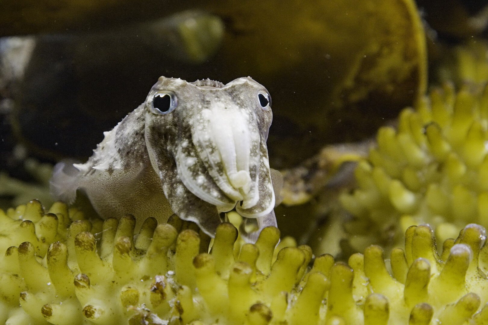 SEPIA: Die Odyssee eines Tintenfischs