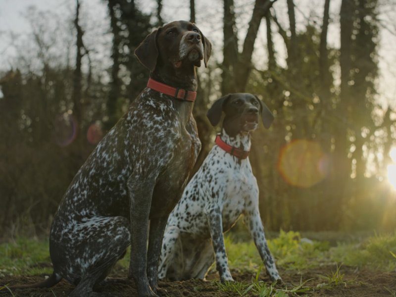 The Detectorists