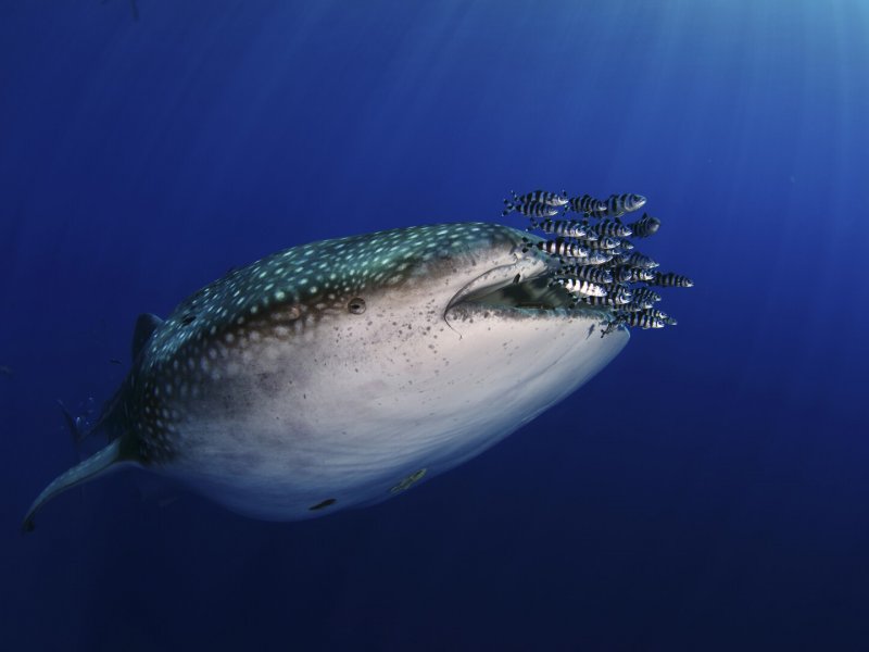 The Island of Giants