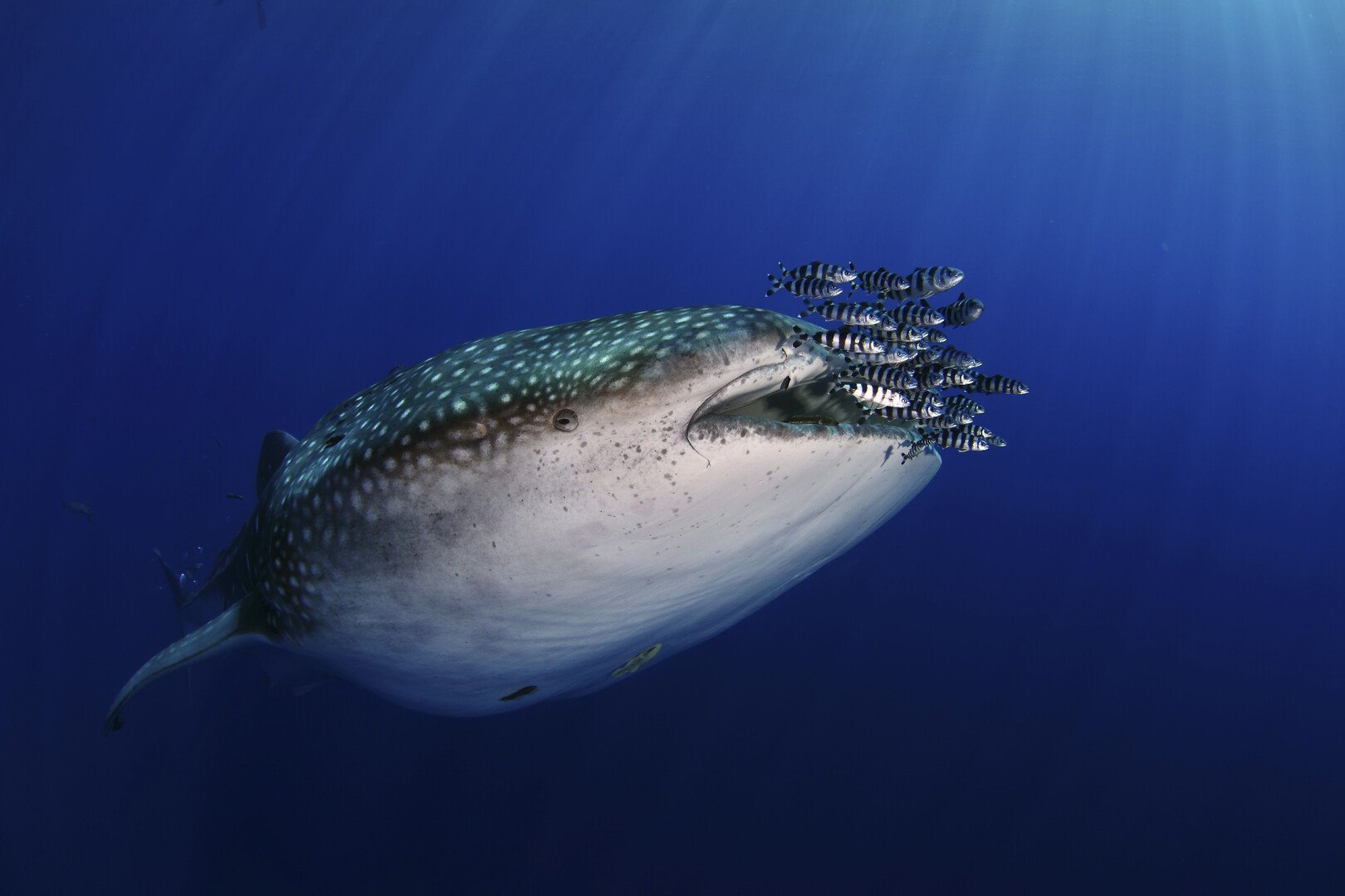 The Island of Giants