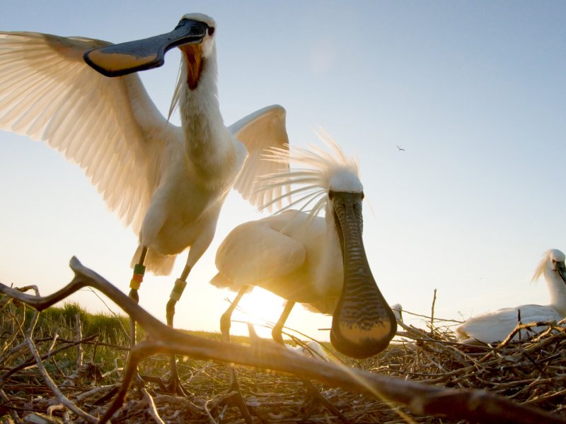 The Spoonbill in a Stirring World
