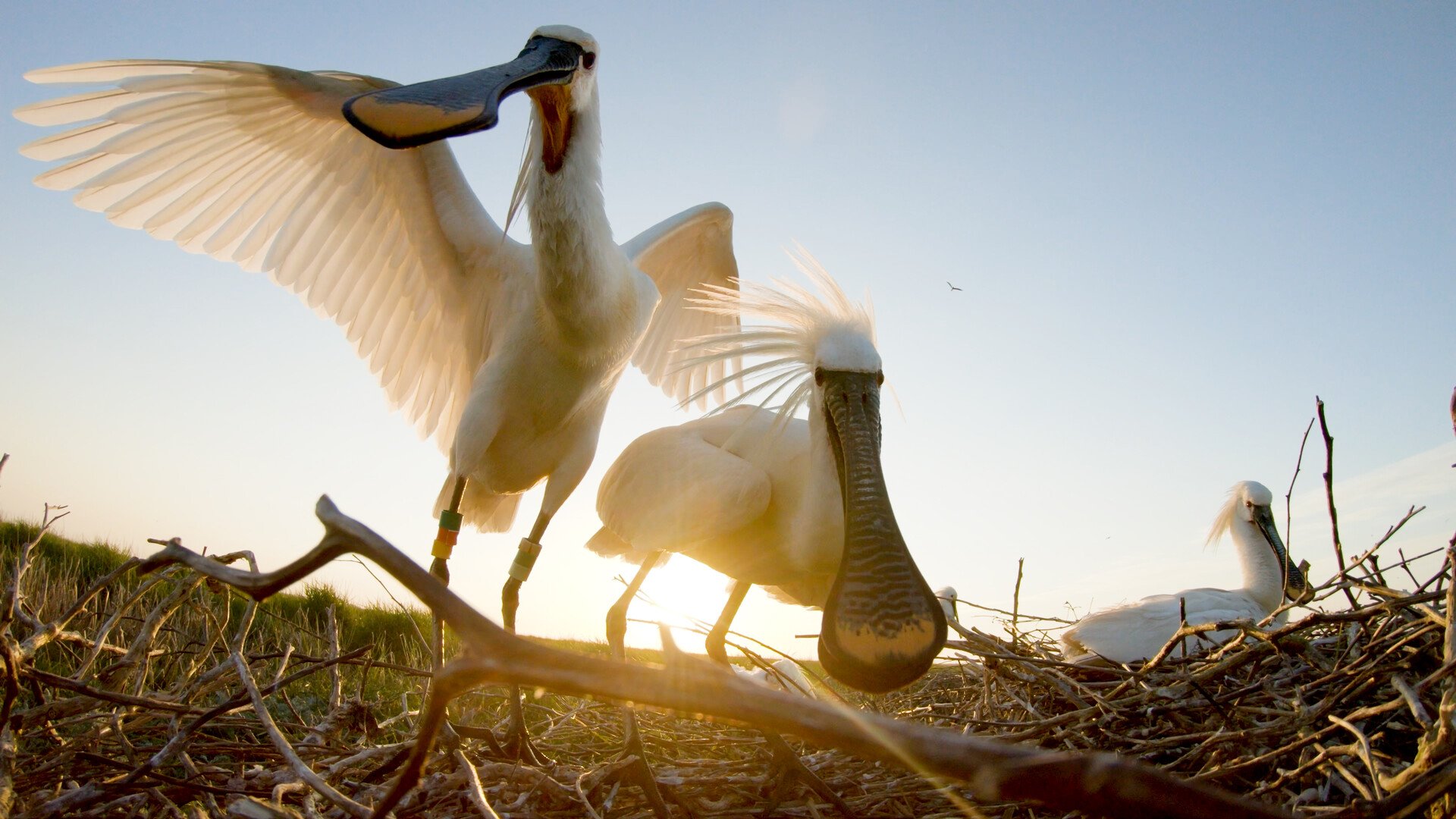 The spoonbill in a stirring world