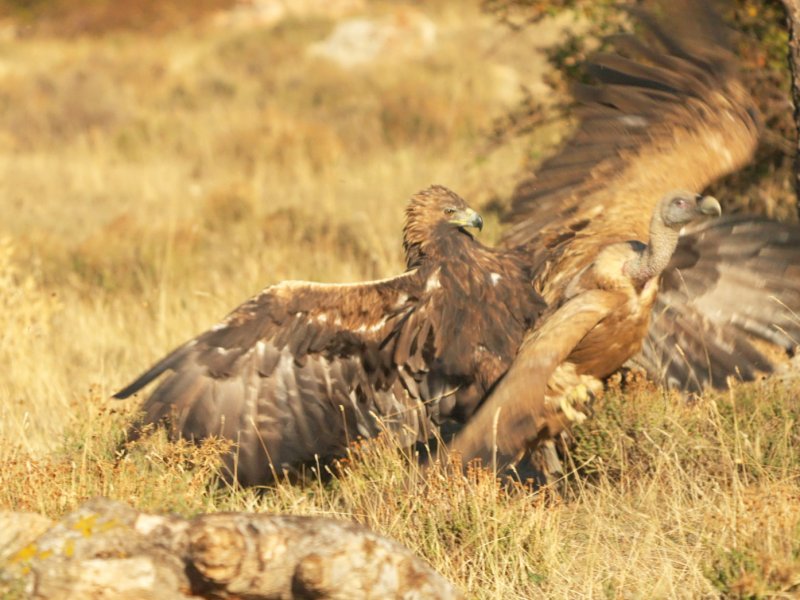 Wild Icons of Iberia