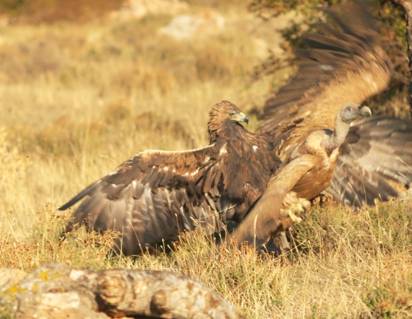 Wild icons of Iberia