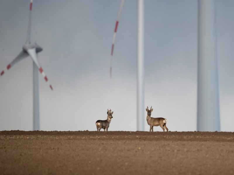 Wildnis 2.0 &ndash; Die Tierwelt auf Umwegen