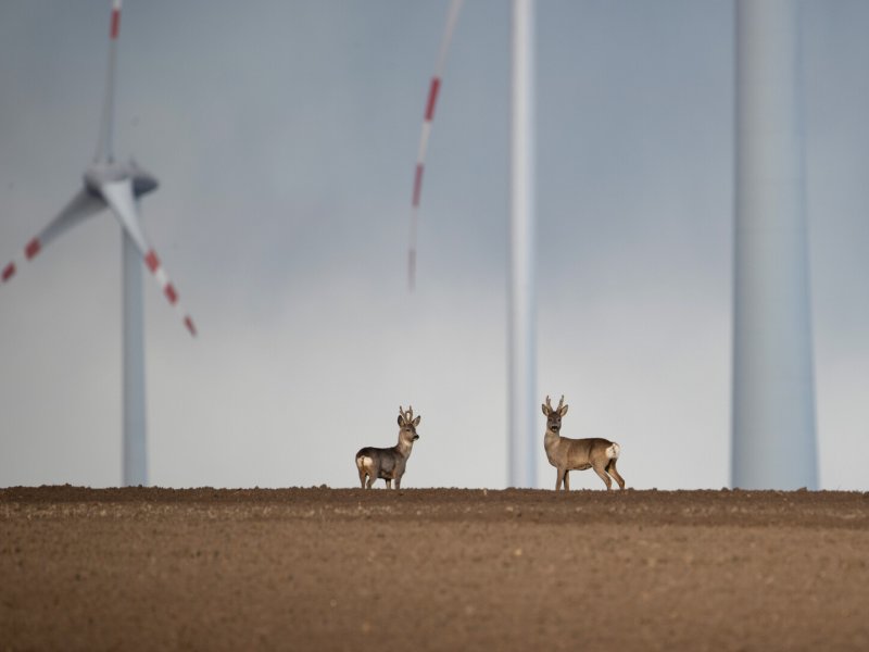 Wildlife 2.0 &ndash; Adapting to a new World