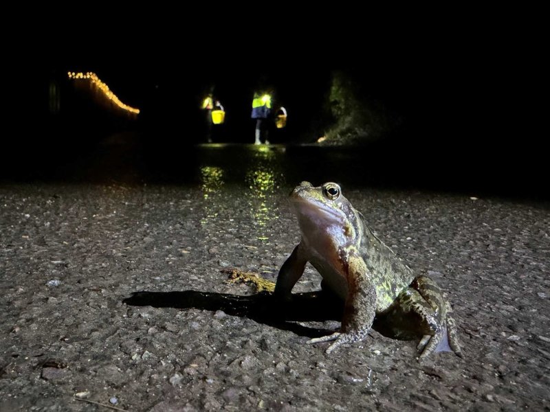 Amphibian Therapy