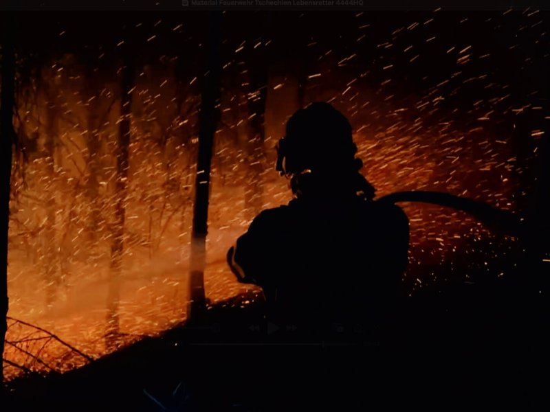 Aus der Asche &ndash; Was kommt nach dem Waldbrand