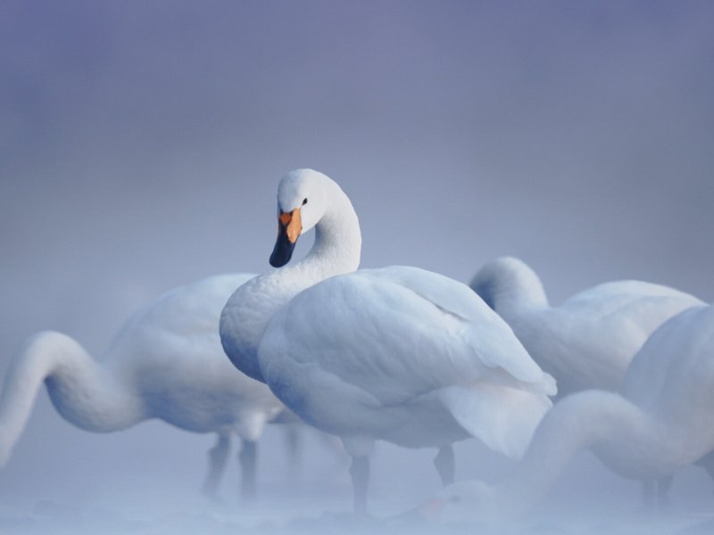 Beauty & Seduction in Nature
