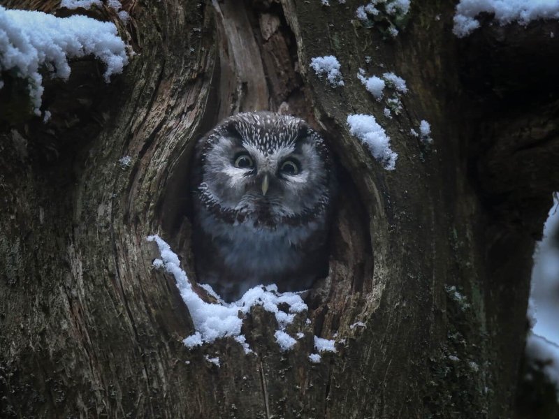 Whispers in the Woods