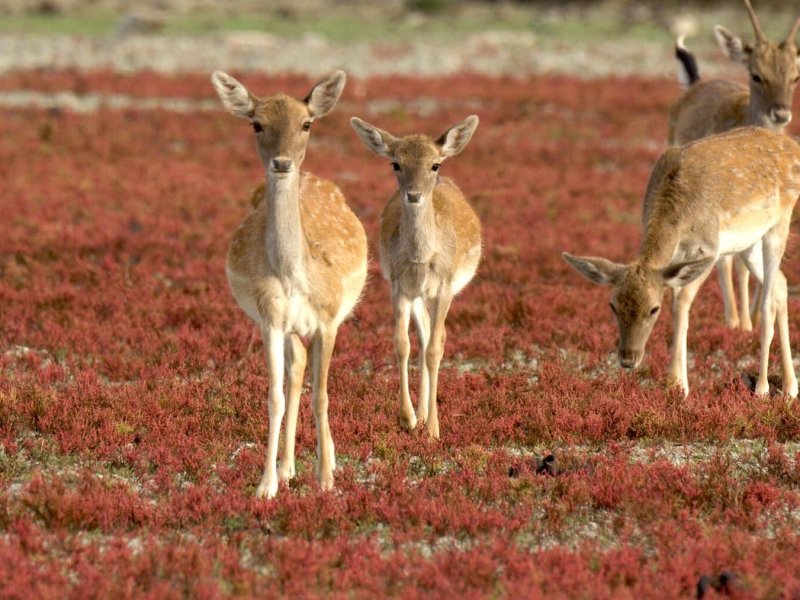 Do&ntilde;ana &ndash; Spaniens Garten Eden
