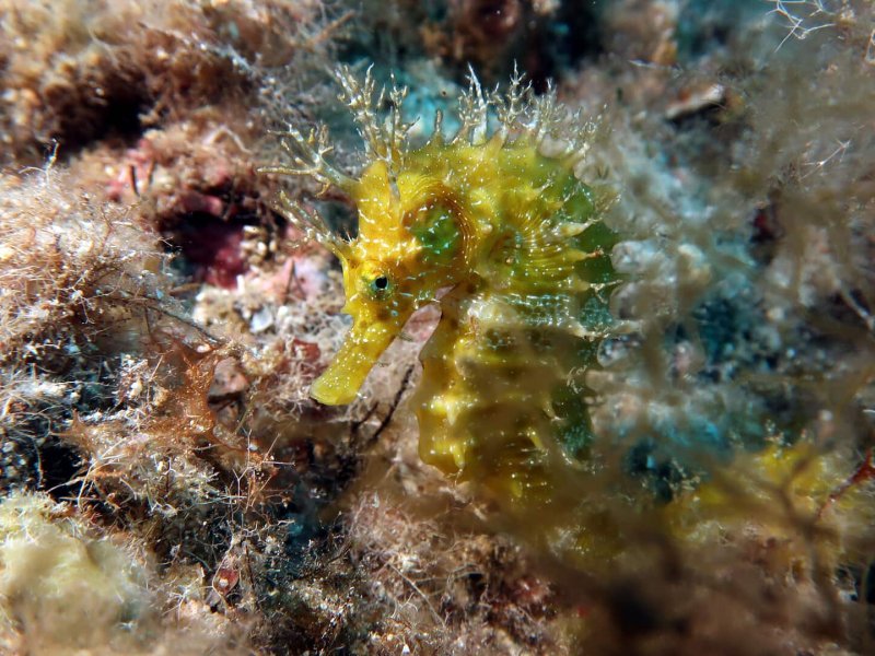 Faszination Mallorca &ndash; Die geheimnisvolle Tierwelt der Insel