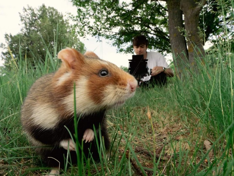 Im Reich der Nagetiere
