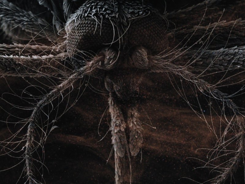 The Insect Effect