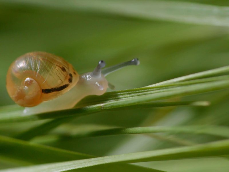 Jetset, die weite Reise einer Weinbergschnecke