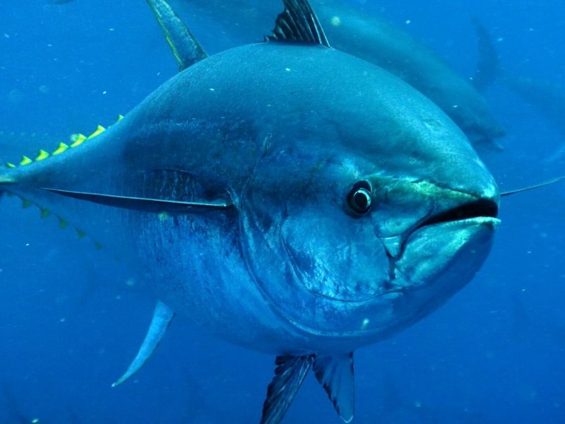 Kingdom of Fish &ndash; Living Sea