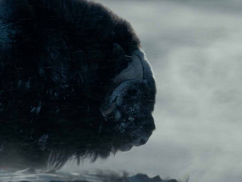 Muskox: Survival in the Arctic