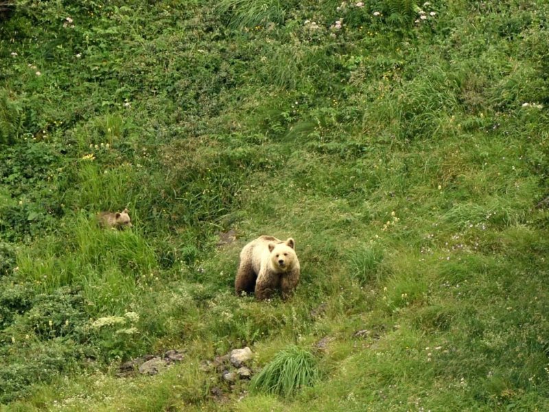 Pyrenees &ndash; Eye to Eye With the Bear