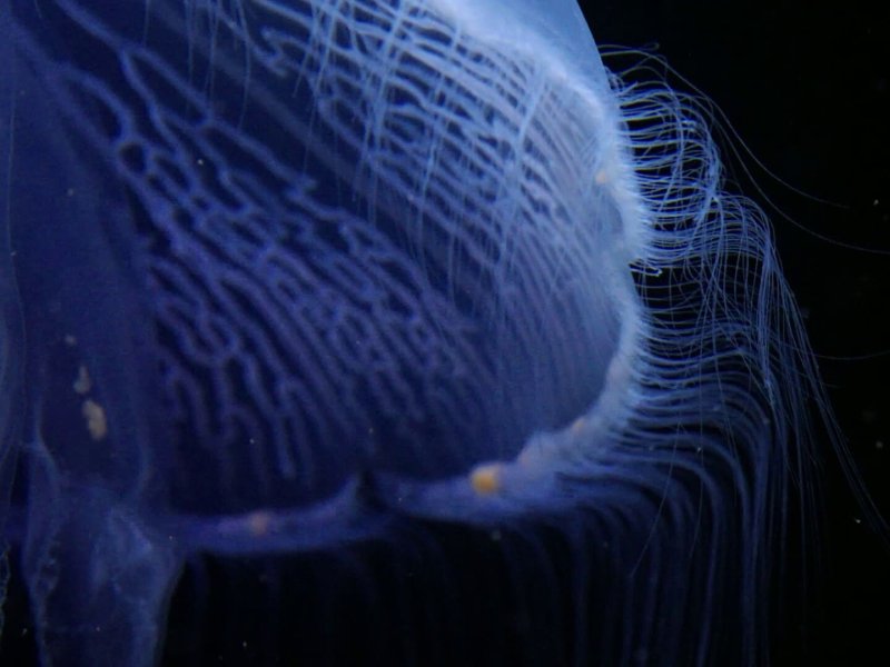 Jellyfish, the New Rulers of the Ocean