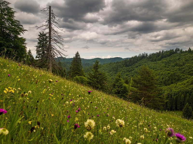 Tales From the Kopanecke Meadows