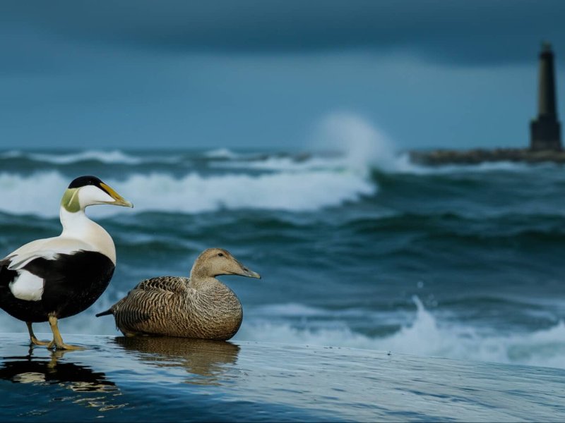 The Cry of the Eider