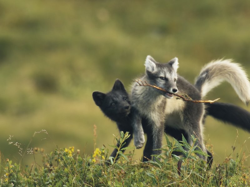 The Journey of the Blue Fox