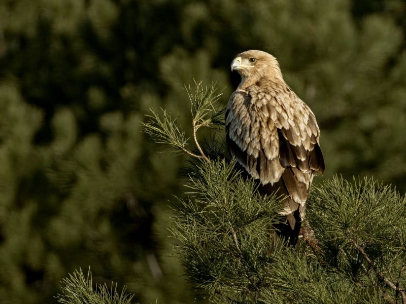 The Wildlife in the Mountains of Spain