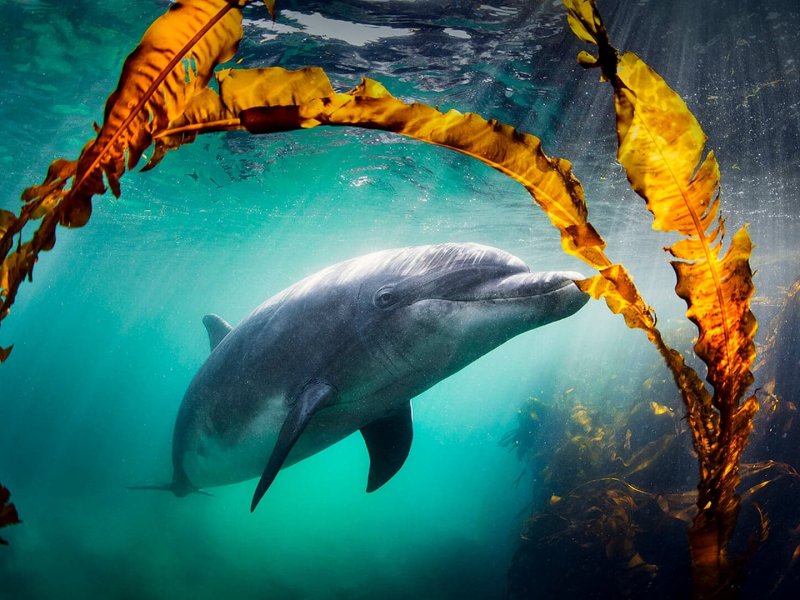 Why We Love Dolphins