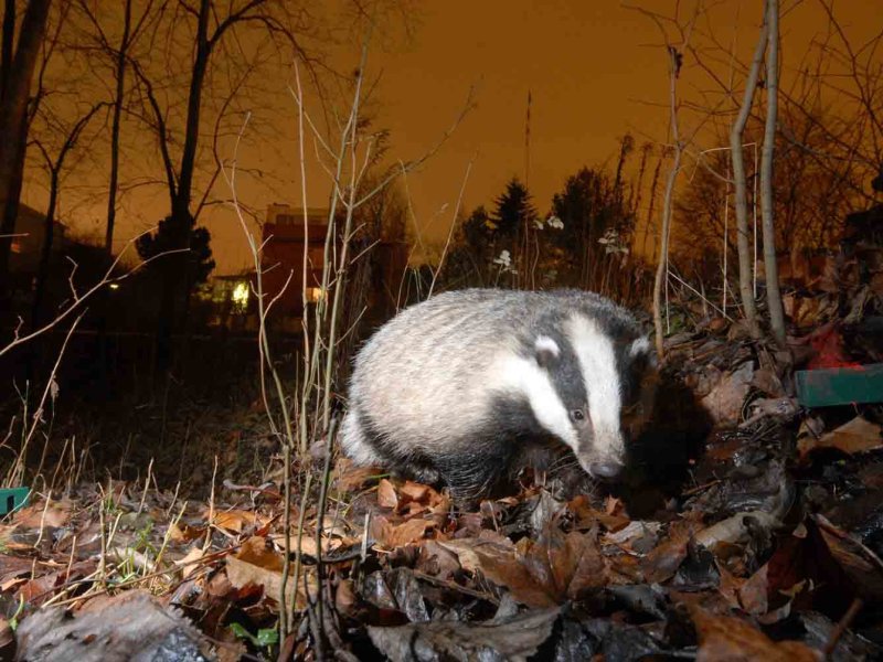 Wildnis Oslo &ndash; Ein Hafen f&uuml;r Tiere