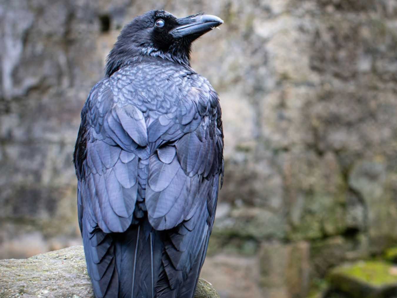 The Raven's Tale