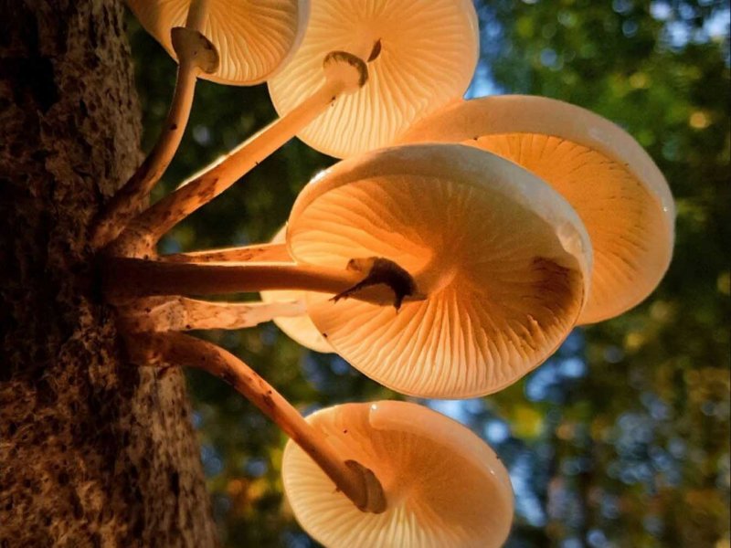 Unsere Wälder – Mut zur Lücke
