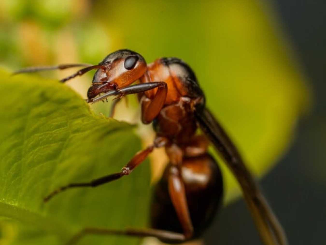 The realm of ants